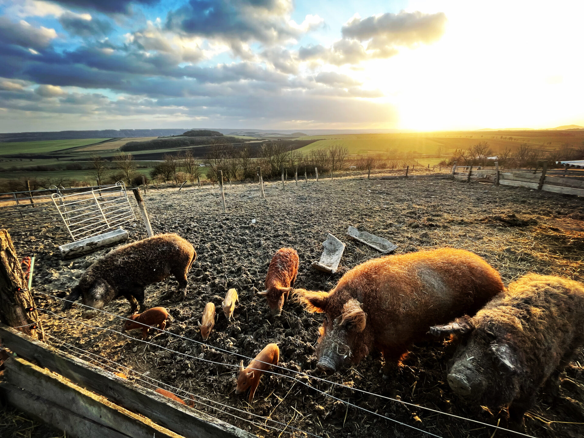 Prasata plemene Mangalica ve výběhu na farmě pod Hazmburkem při západu slunce – venkovní chov s výhledem na České středohoří.