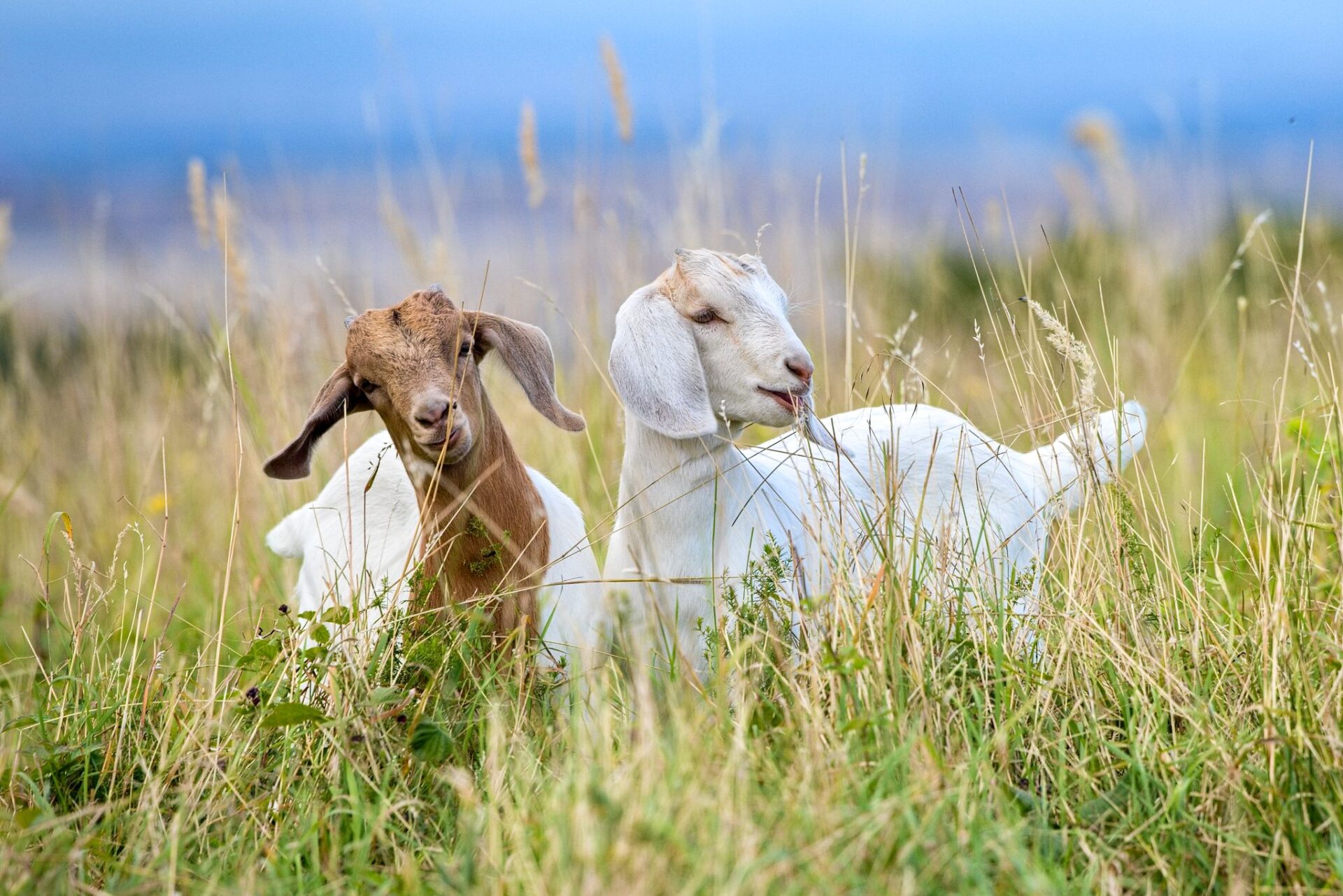 Dvě burské kozy odpočívající v trávě na farmě pod Hazmburkem v Klapý.