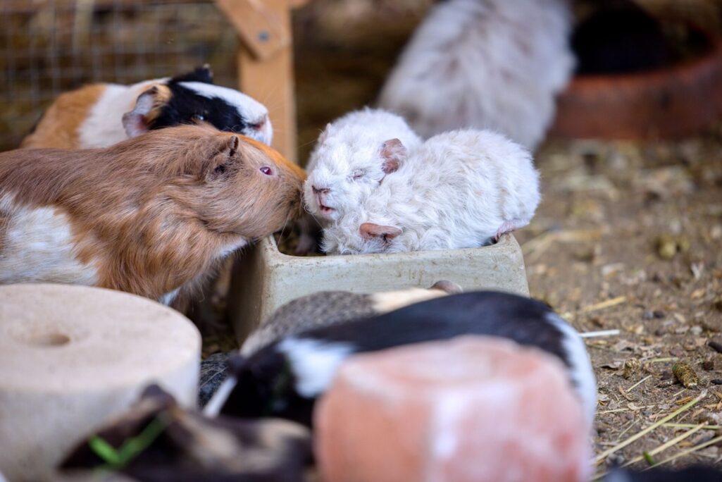Morčátka v mazlící ohrádce na farmě pod Hazmburkem – zvířátka, která si mohou děti bezpečně pohladit.