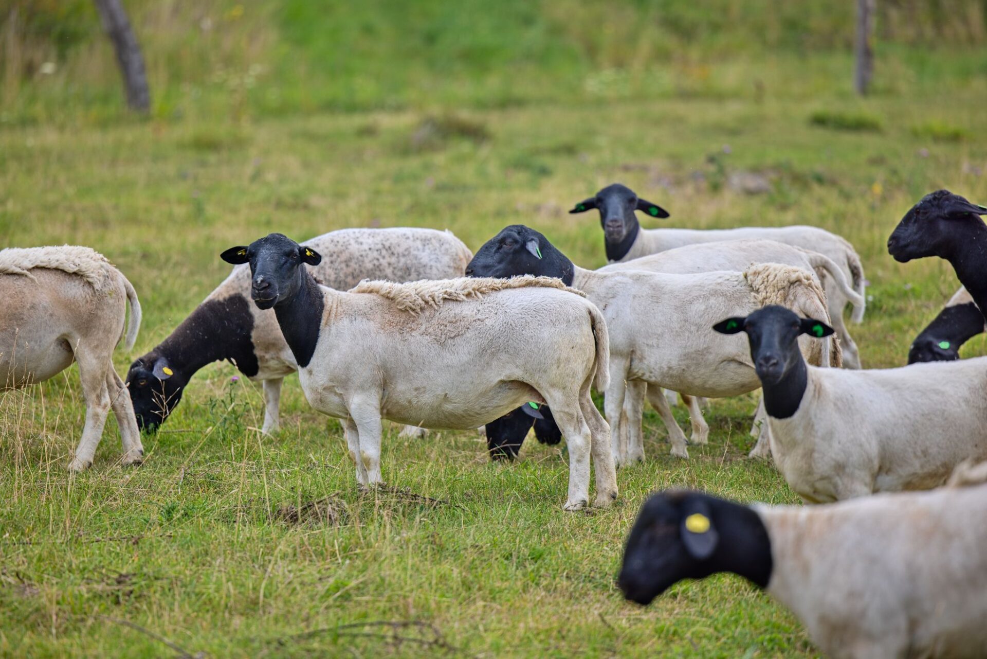 Stádo ovcí Dorper na pastvině farmy pod Hazmburkem