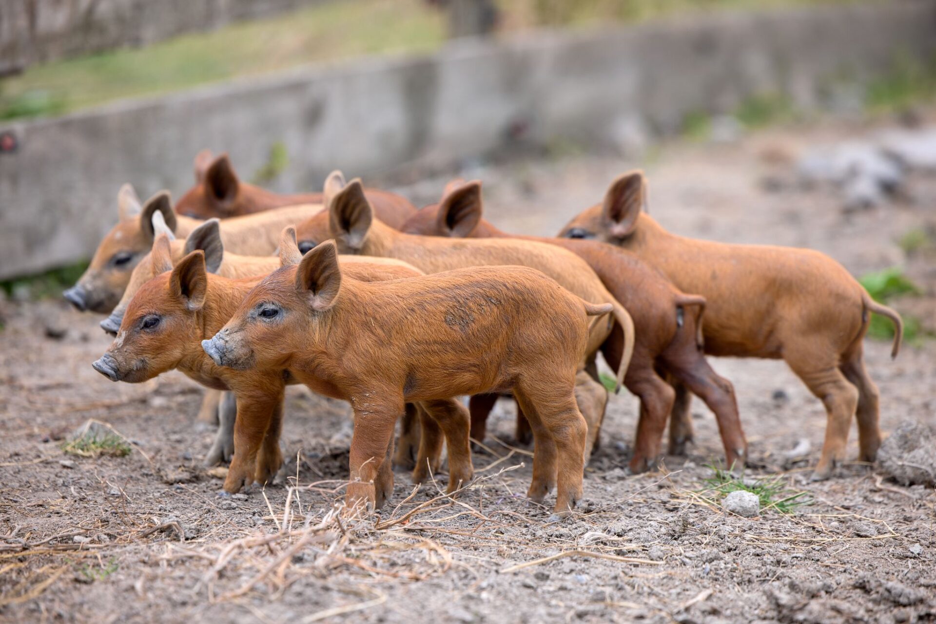 Selátka plemene Mangalica na farmě pod Hazmburkem – malá prasátka z venkovního chovu.