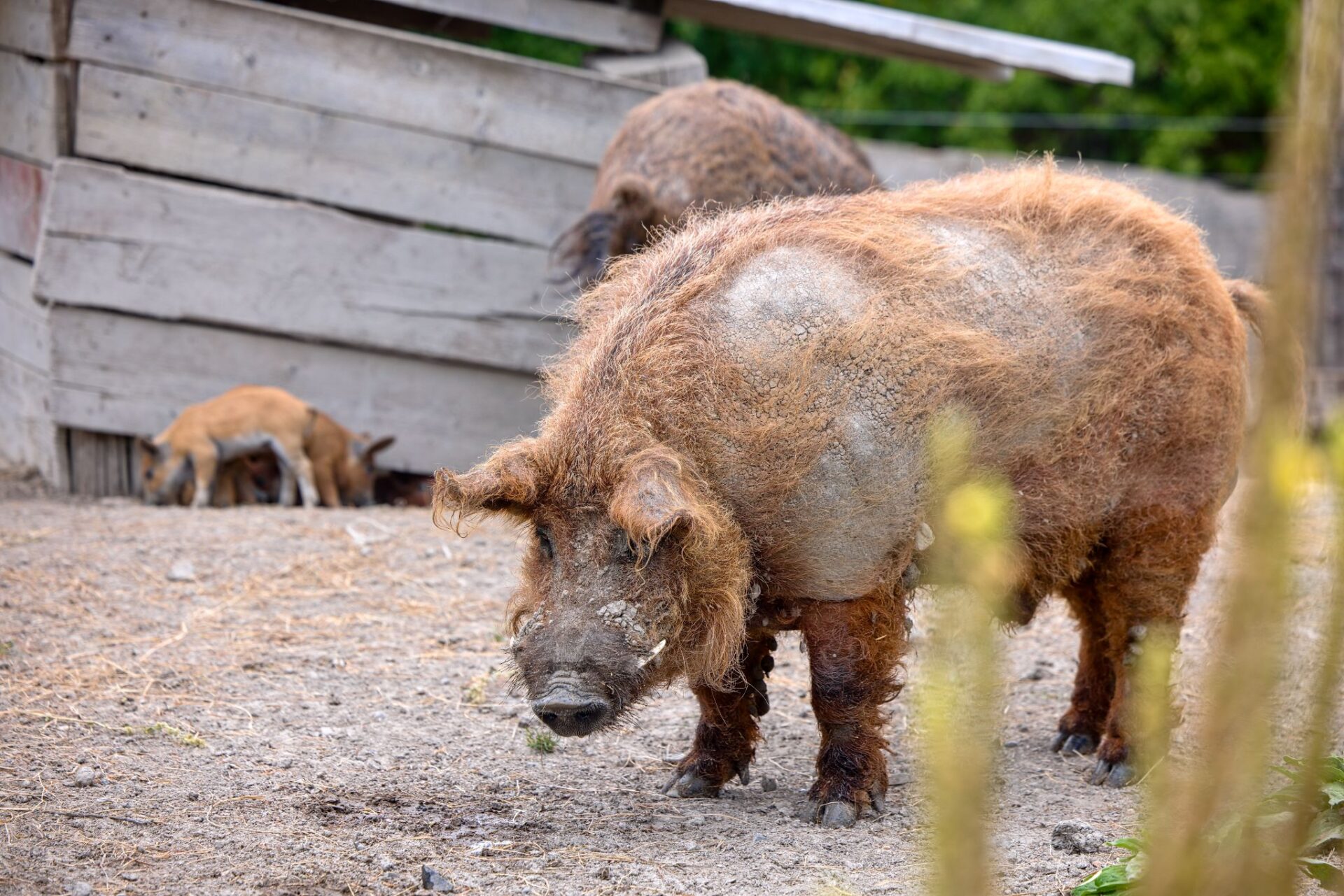 Kanec Ferda plemene Mangalica na farmě pod Hazmburkem – chlupaté prasátko z Uher chované celoročně venku.