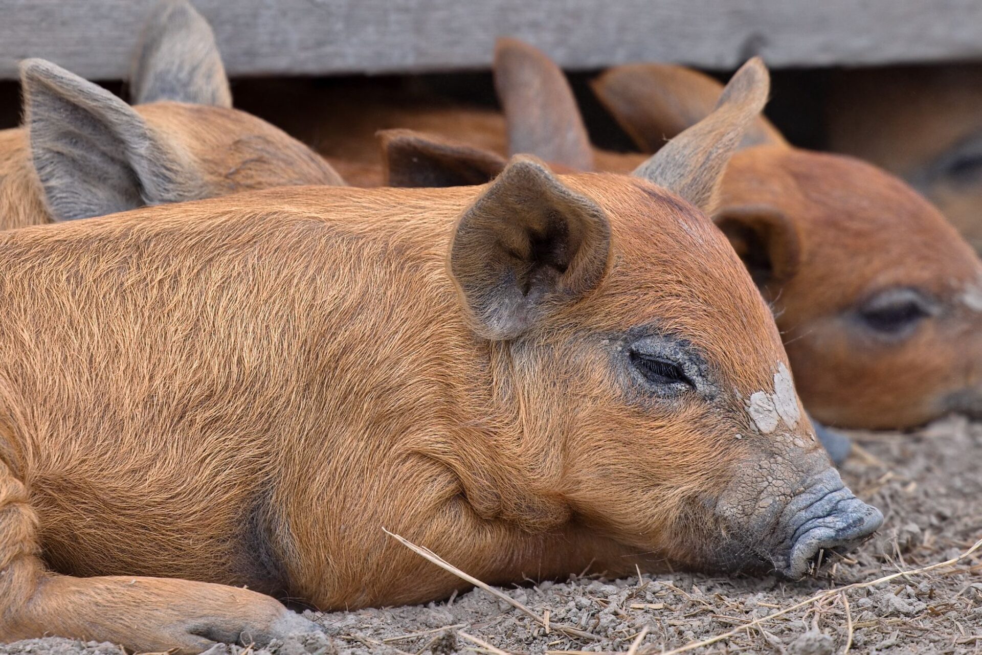 Detail spícího selete plemene Mangalica na farmě pod Hazmburkem – klidné prasátko z venkovního chovu.