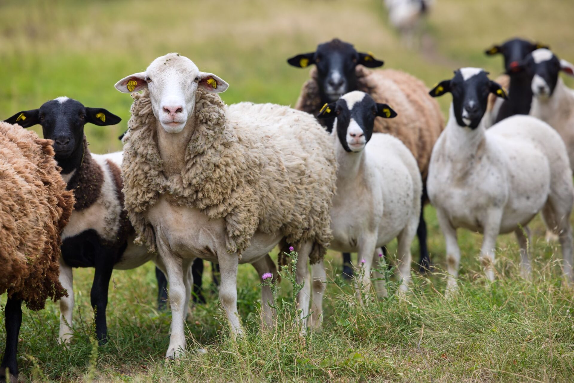 Stádo ovcí kříženců Dorper a dalších masných plemen na farmě pod Hazmburkem.