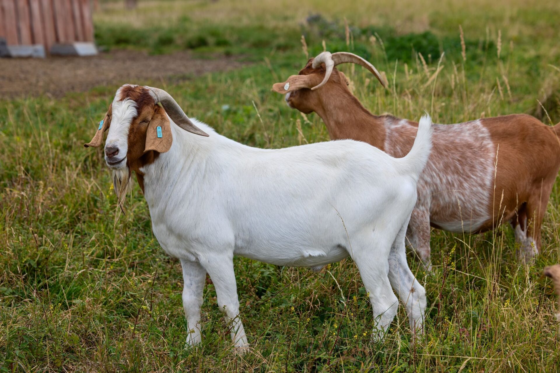 Burské kozy na pastvině farmy pod Hazmburkem v Klapý.