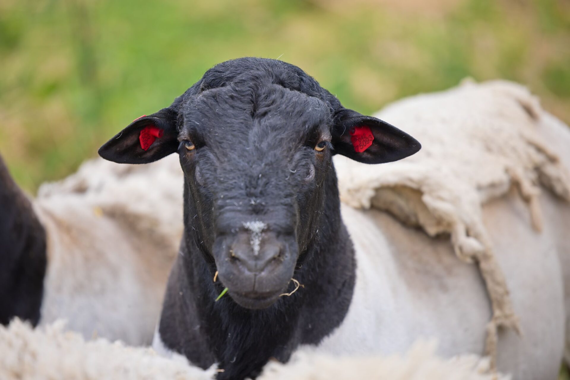 Beran plemene Dorper z chovu na farmě pod Hazmburkem